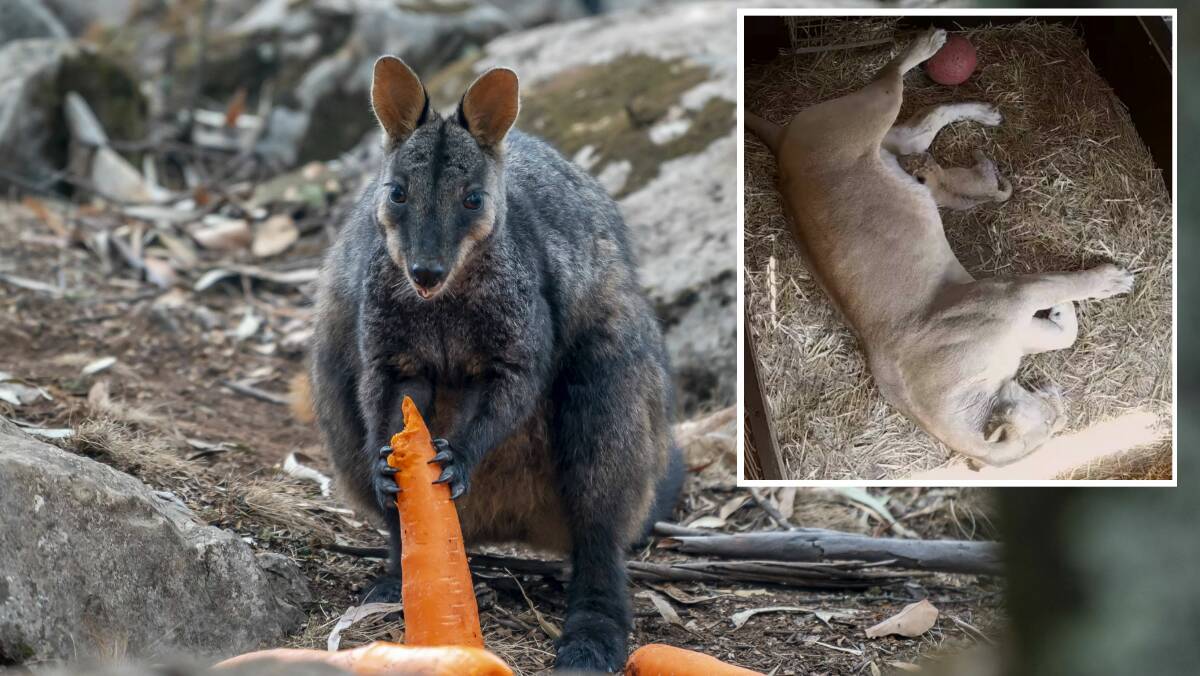 A wallaby feasts on some carrots. Picture: NSW government. Inset: The new lion cub at Mogo Wildlife Park. Picture: Chad Staples