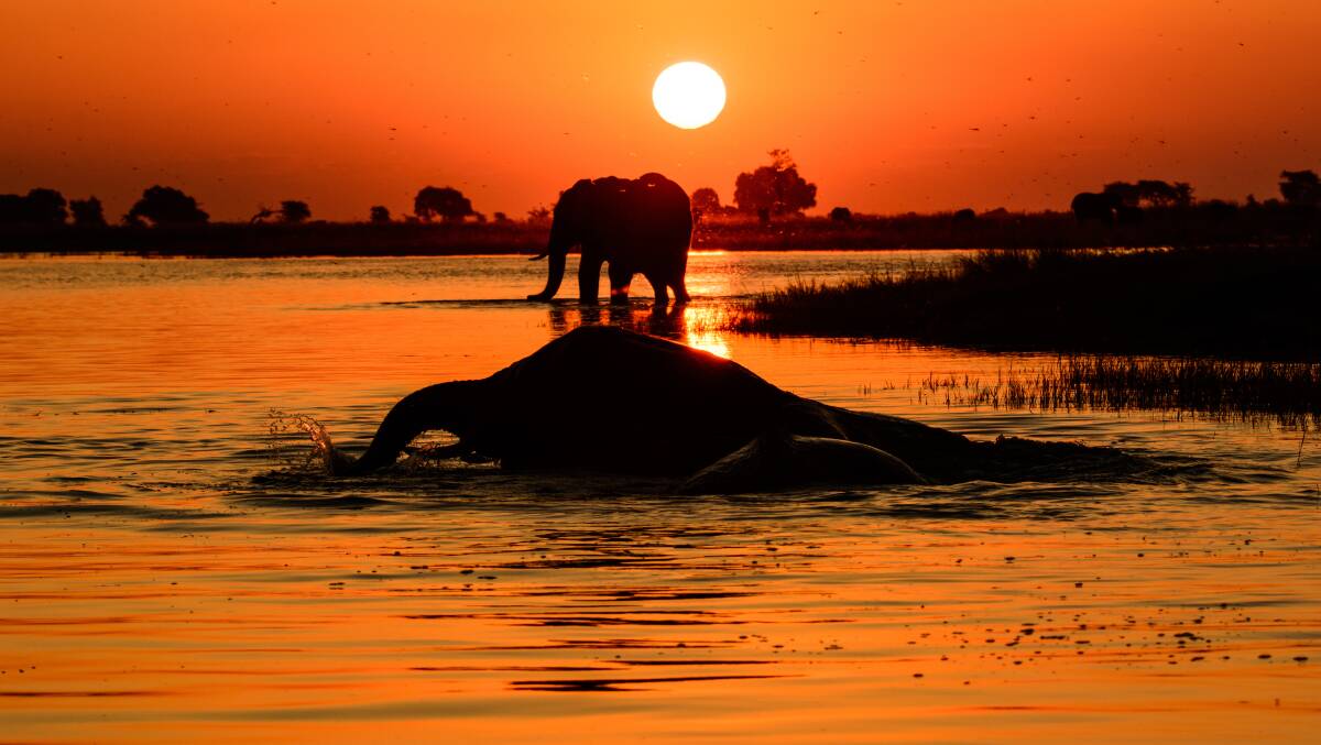 A sunset bath in Botswana is enjoyed by a pair of elephants