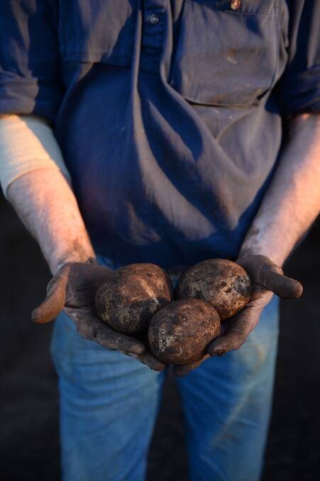 Getting there: Farmer Dominic Prendergast said the current potato crop was good but the growing scarcity of water could have an impact. PICTURE: Adam Trafford