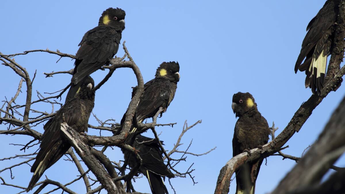 The local black cockatoos are yellow-tailed black cockatoos. Picture by Ed Dunens