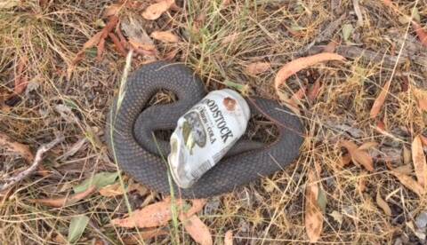 LEGLESS: The trapped snake. Picture: supplied.