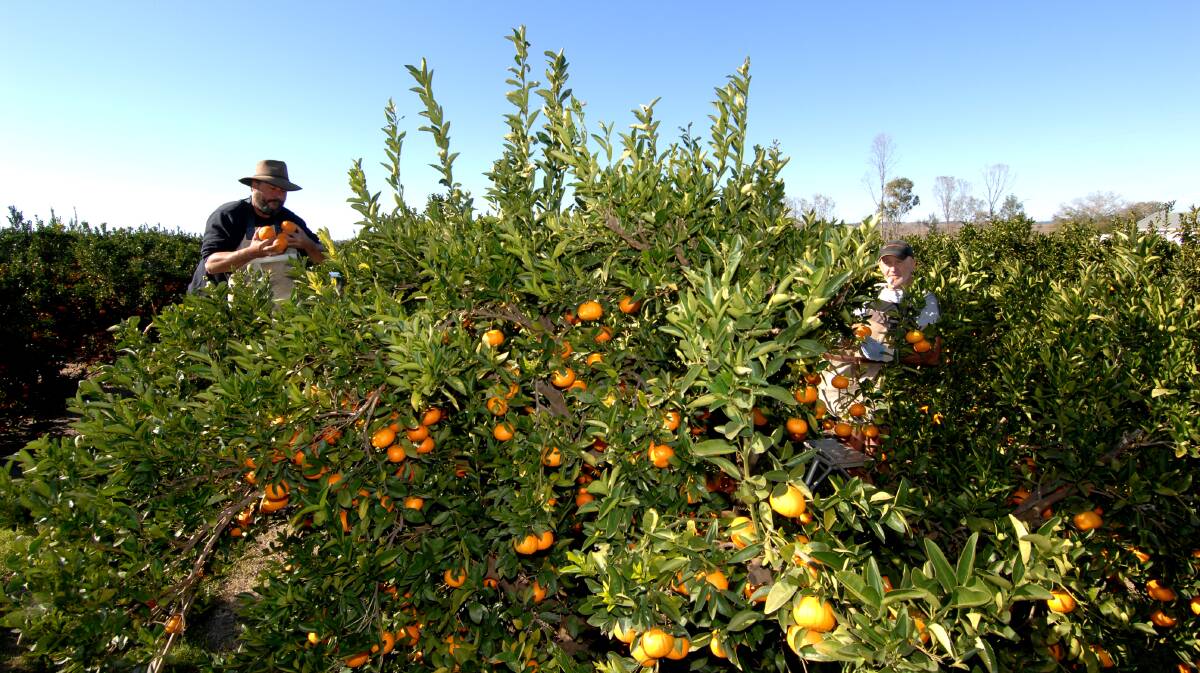 Many growers are tired, worn down and losing the joy in farming. File photo