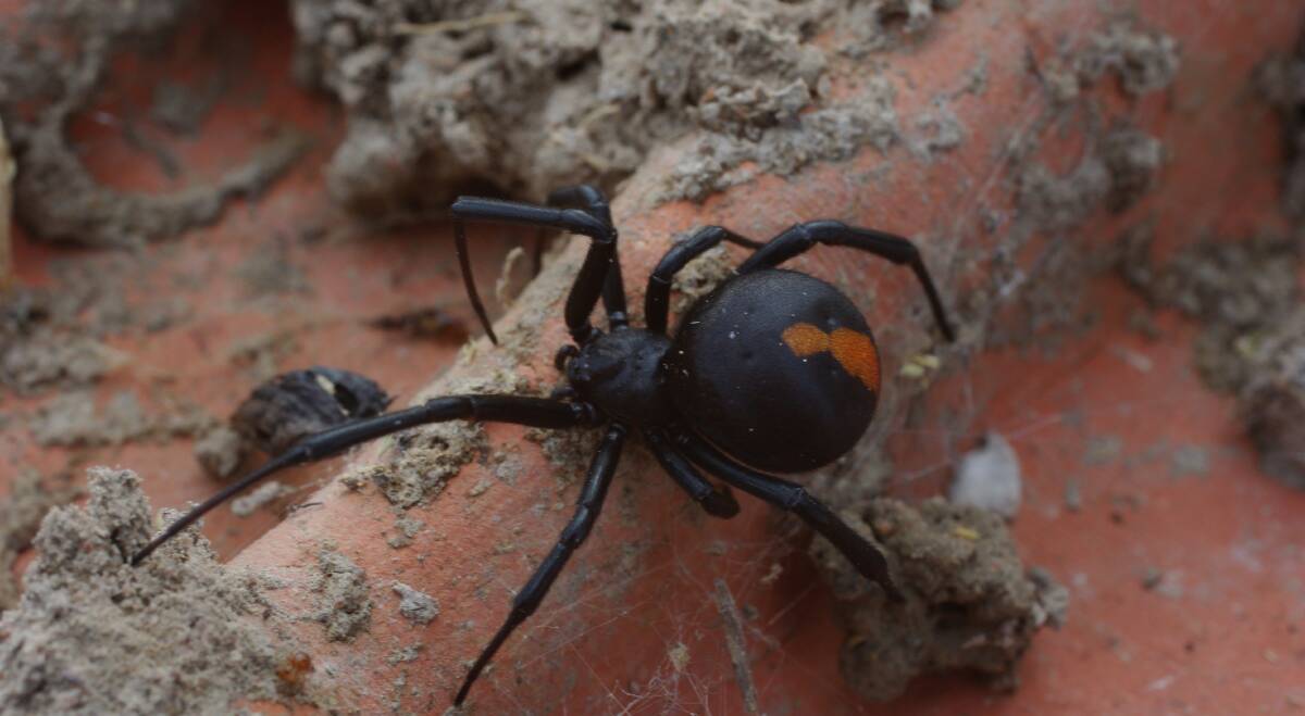 ARTIFICIAL: Most local redback sightings are made in dry, dark, non-natural situations like rubbish heaps or inside sheds.