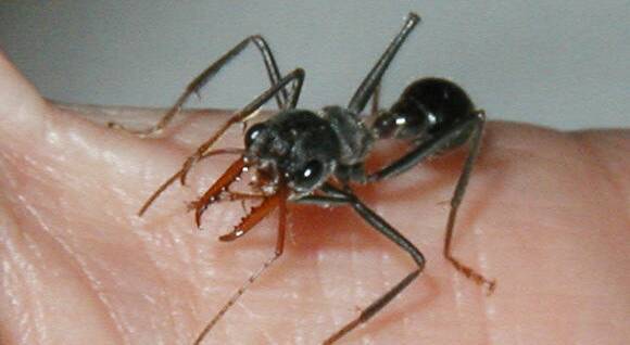 ATTACKING: The pain from a bull ant is from the sting in its abdomen, not its pincers.