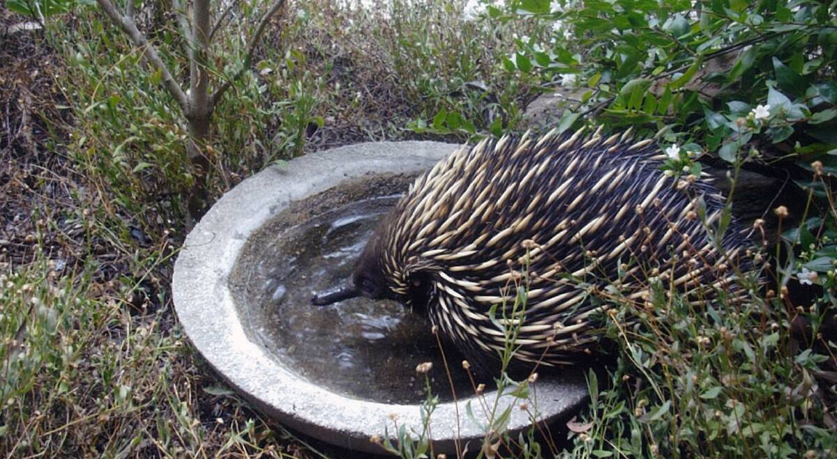 THIRSTY: A Raglan couple got a visit from this echidna during one of summer's very warm days. Picture: MERILYN DRYDEN