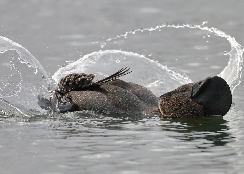 SPLASHING AROUND: A male musk duck displaying at Lake Wendouree, with 29 counted early this month. Picture: ED DUNENS