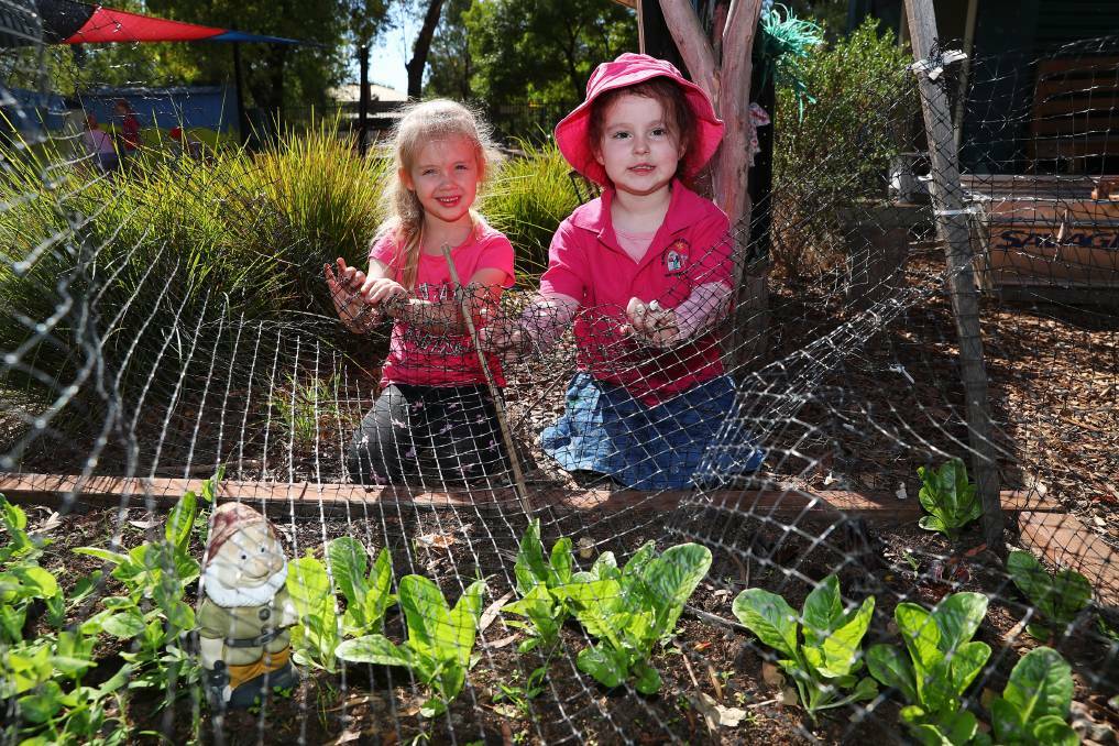 Four-year-olds Evie Manning and Willow Jones tend the veggie patch at St Mary's Rainbow Preschool. Picture: Emma Hillier