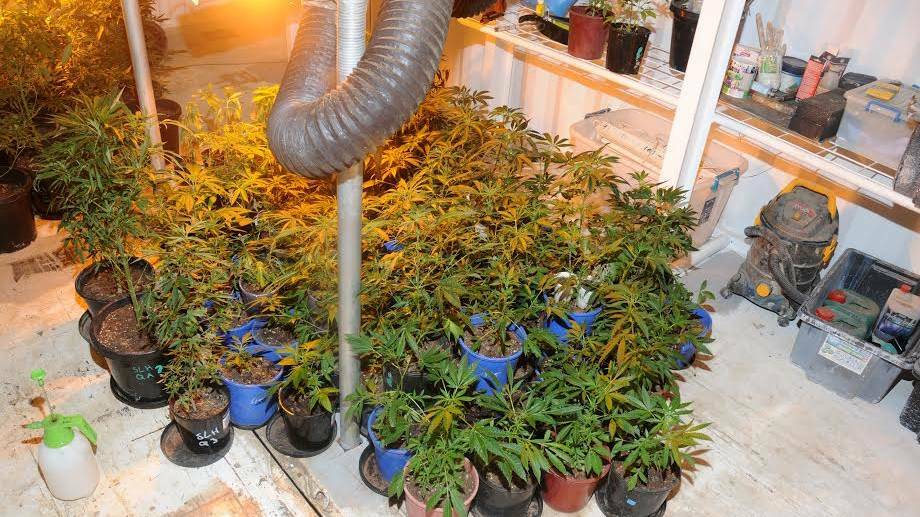 Some of the 225 cannabis plants allegedly seized within the three buried shipping containers.

