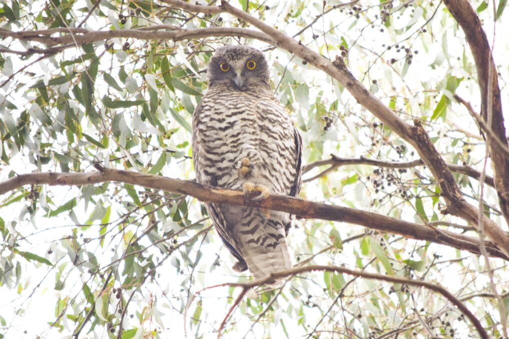For the first time since its original forest was cleared, the Crusoe Reservoir and No. 7 Park has a resident powerful owl. Picture: NONI HYETT