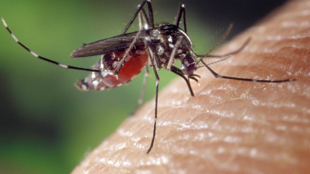 Dangerous mosquito-borne virus detected in region prompts calls to cover up