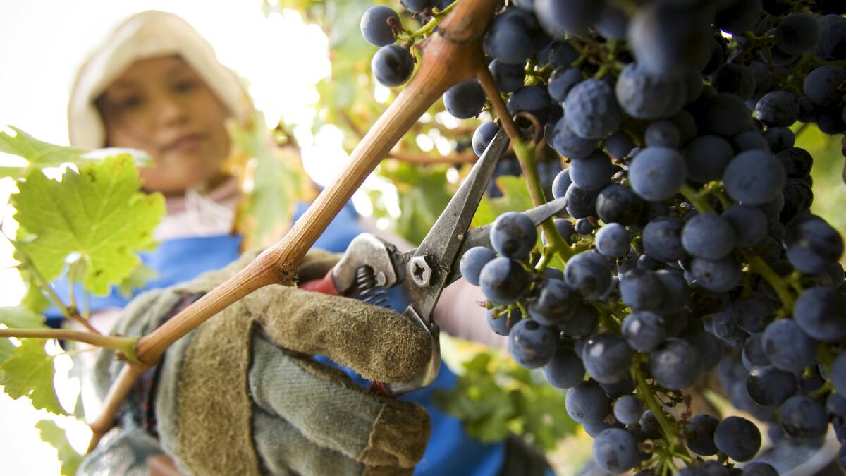 The grape harvest is expected to be about one month later than in previous years due to wet weather in spring 2022, which saw record rainfall.
