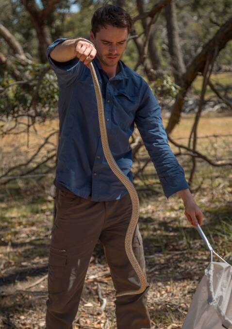 CALM: Ballarat Snake Catcher's Jules Farquhar holds a highly venomous eastern brown snake (pseudonaja textilis) at Dereel. Picture: supplied