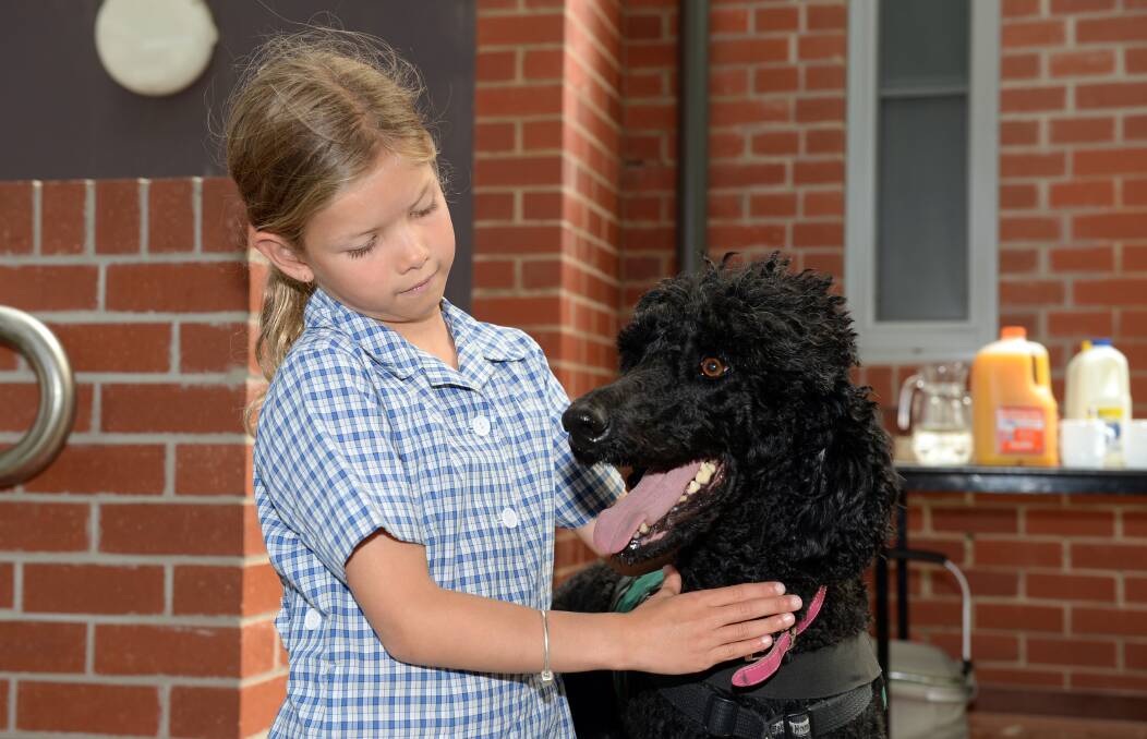 St James' Parish Primary School pupil Tilly, 6, pats Paw Pals therapy dog Millie, who will support children back to education. Picture by Kate Healy