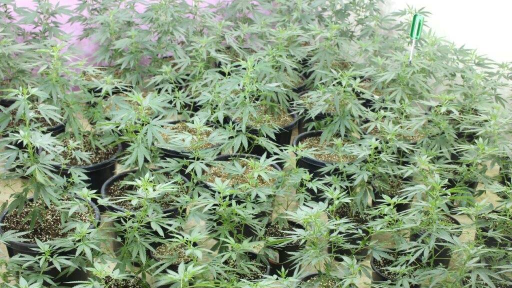 CANNABIS: Victoria Police uncovered a sophisticated grow house in Great Western on Wednesday. File picture 