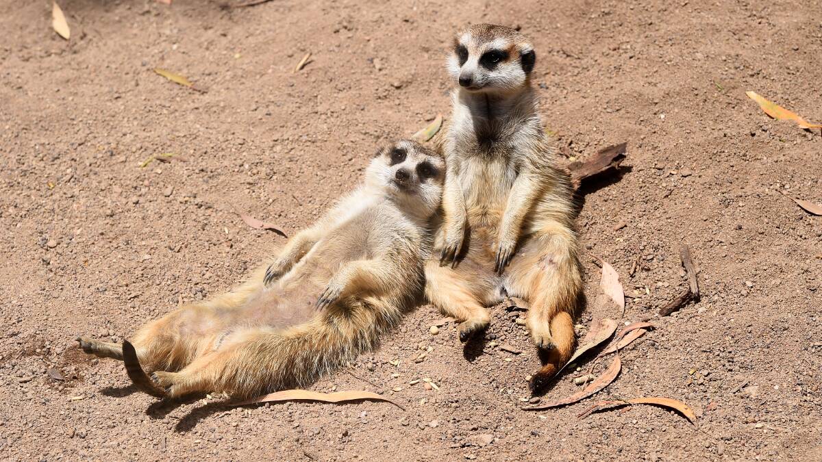 Ballarat Wildlife Park meerkats relax in the sun on Thursday. Picture by Adam Trafford