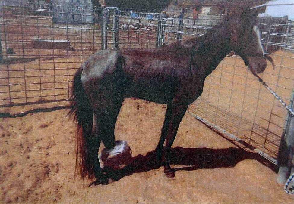 SUFFERING: Euthanasia was the only humane treatment for Christine Weisheit's horse, which was unable to use its leg properly for some months. Picture: supplied  