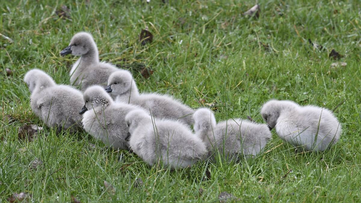 CUTENESS ALERT: A brood of seven cygnets was sighted at Lake Wendouree this week, following a brood of five located on August 6. Picture: Lachlan Bence