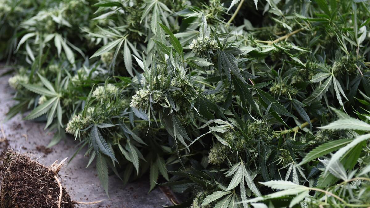 CROP: A 49-year-old woman has been jailed for nine months for helping to water cannabis plants at a Miners Rest property.
