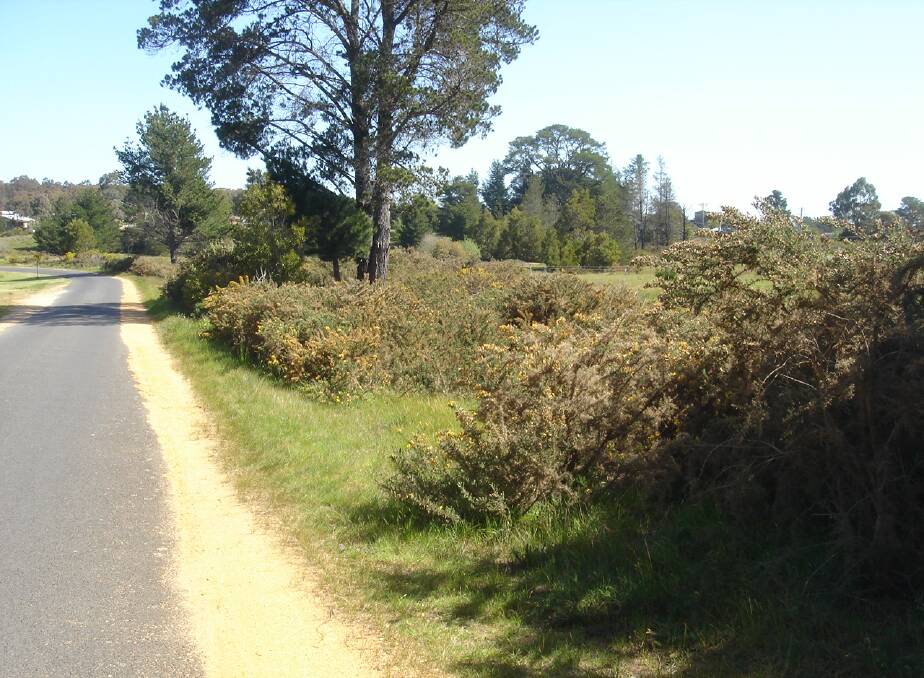 BEFORE: Vermont Road in Smythesdale before Golden Plains Shire Council workers removed the invasive weed. Picture: supplied
