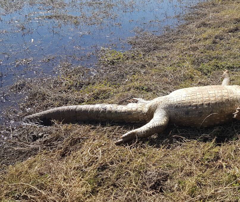 DECAPITATED CROCODILE: The North West has decided not to show the full image due to its graphic nature. Photo: Supplied
