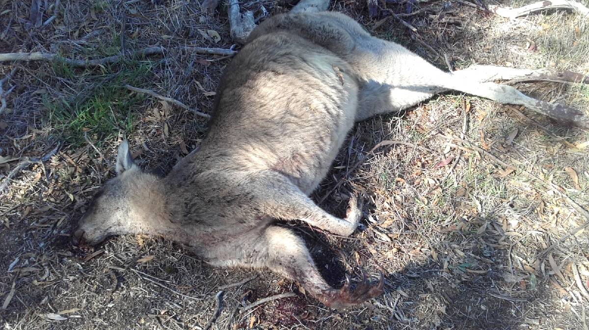 LEFT FOR DEAD: Kangaroos left for dead near Mannibadar. 