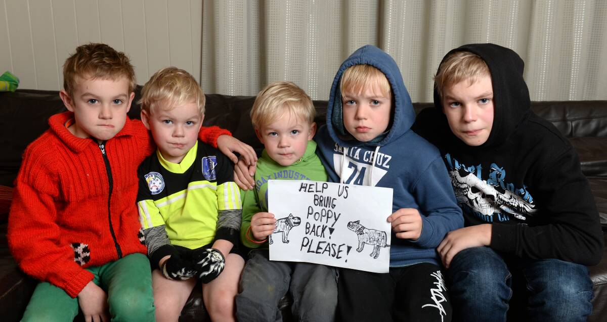 BRING POPPY HOME: Damon, 6, Jonah, 4, Devon, 4, Oscar, 9, Anton Cherry, 11, are pleading for the heartless thief who stole their puppy to return it. Picture: Kate Healy