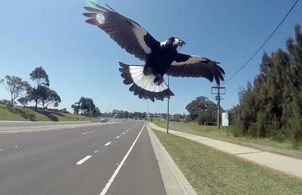 WATCH OUT: Ballarat residents are encouraged to look out for Magpies and enter any sighting into the map at thecourier.com.au. 