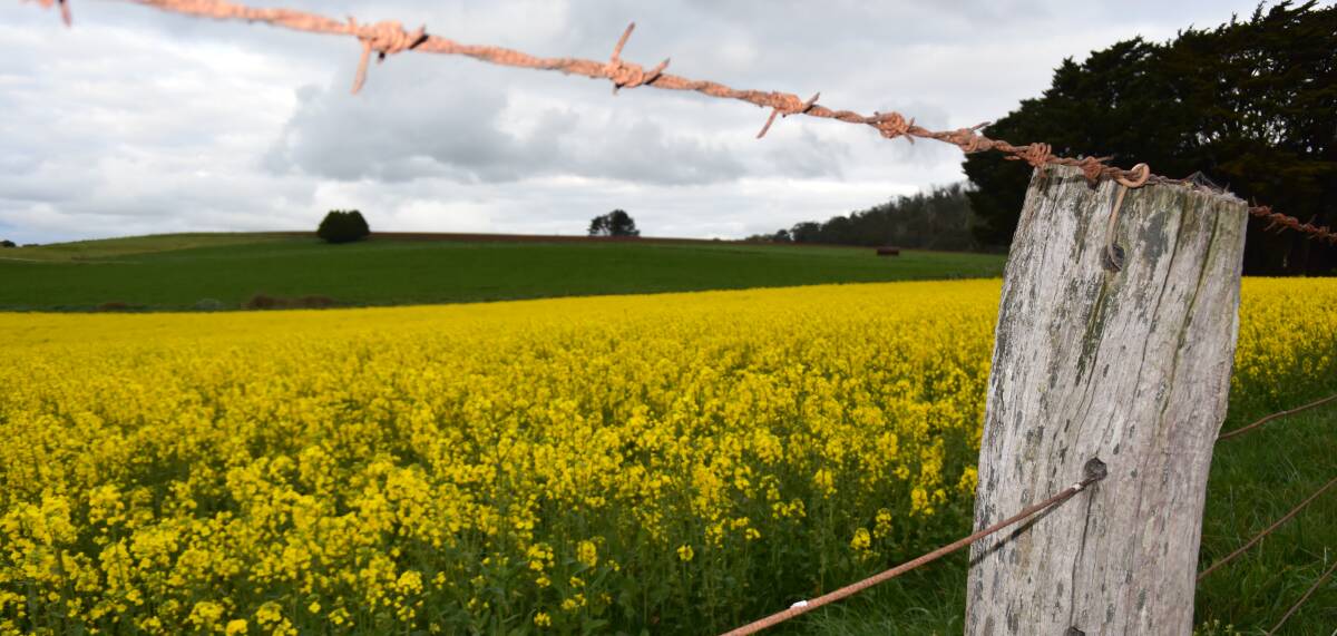 UNDER THREAT: If rain does not fall soon farmers fear crops like this canola could wither, severely impacting harvest yield. Picture: Olivia Shying 