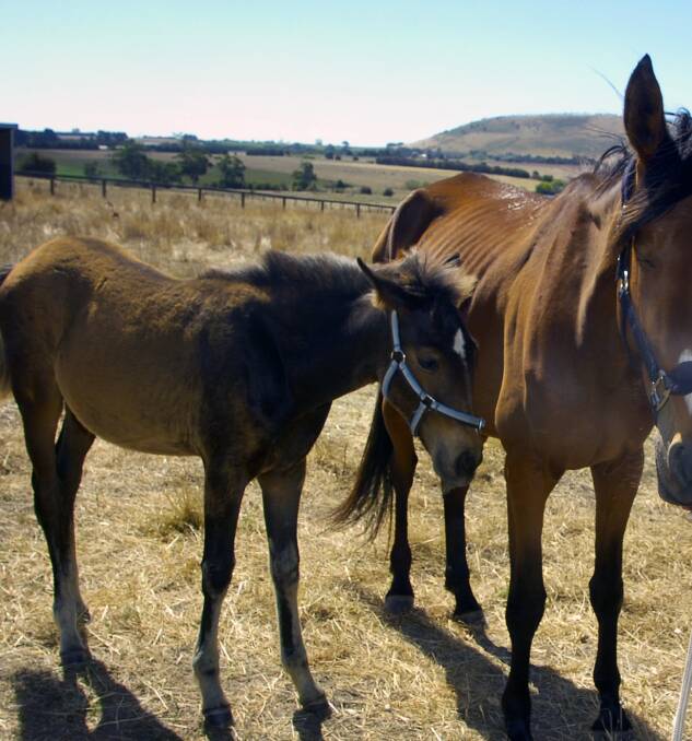 Malnourished horses. File photo 