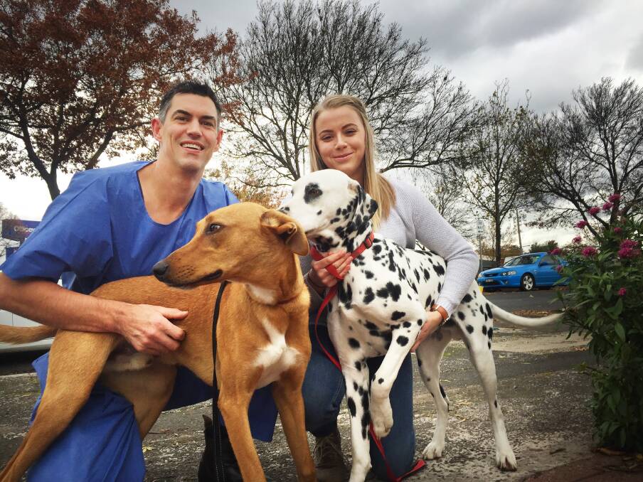 PUPPY LOVE: Ballarat-based Eureka Veterinary Hospital vet Rob Page and Tayler Lovelace with her staghound-cross Archie and dalmatian Tucker, who both accidentally ingested mushrooms growing in a suburban backyard this week.