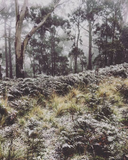WINTER WONDERLAND: Ballarat mother Kellie Doherty and her family took a stroll on Mount Buninyong hoping for snow before the heavens opened, with these ferns receiving a dusting of white flakes. Picture: Kellie Doherty 