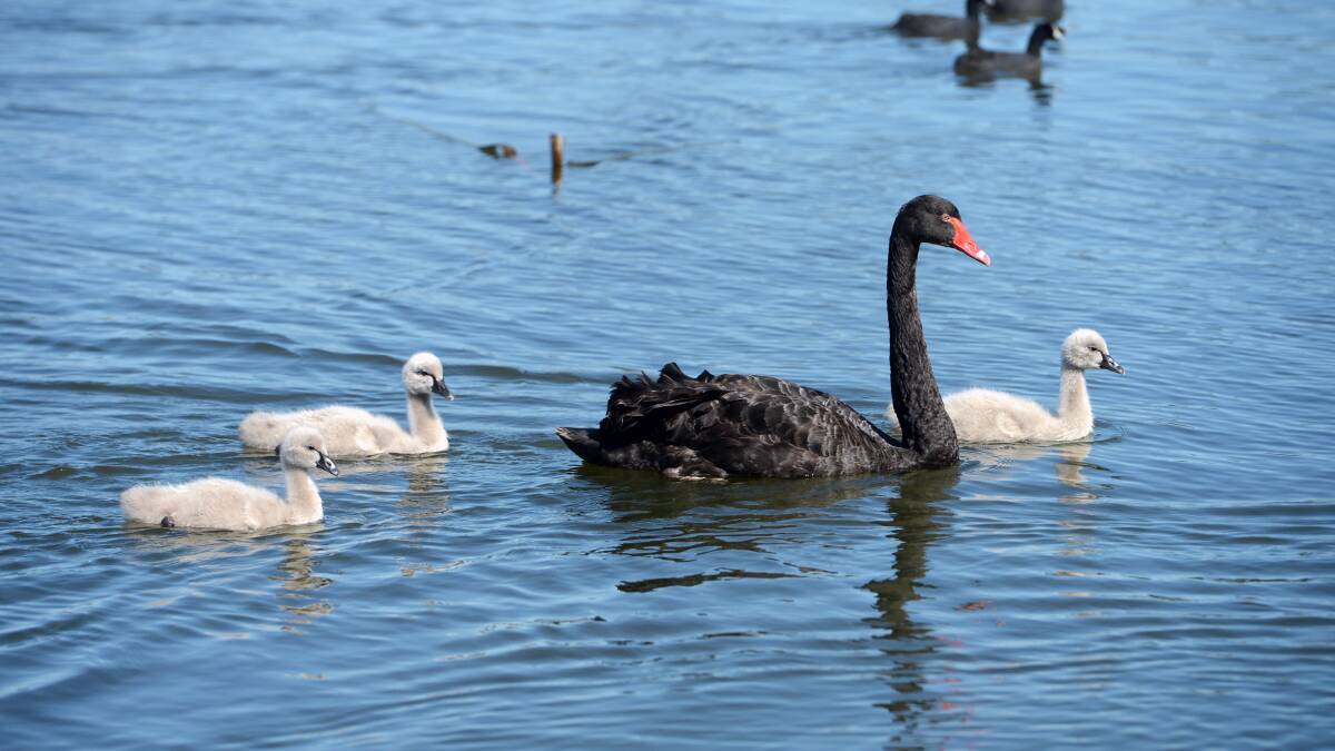 FAMILY UNIT: A swan leads three little cygnets for a swim in Lake Wendouree after shocking revelations a driver purposely ran over two adults swans. Picture: Kate Healy