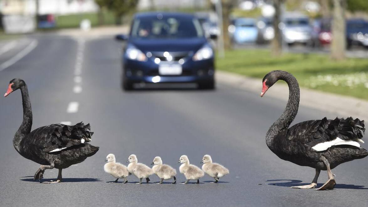 I saw a car deliberately hit two swans: witness