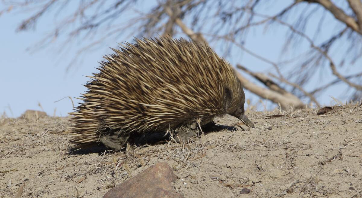 ON THE UP: Echidna numbers are high - why is this the case?