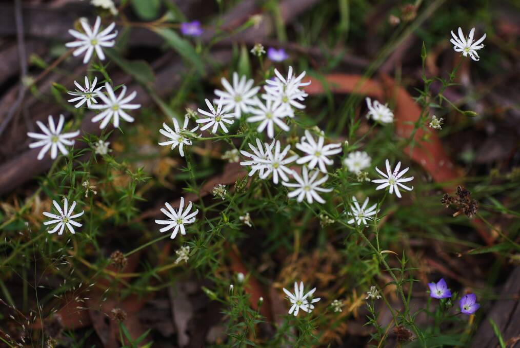 DELICATE BEAUTY: Prickly starwort is a well-behaved native and grows here with the blue flowers of slender speedwell. Picture: SUPPLIED