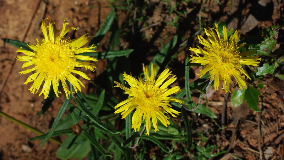 BRIGHT SPARK: The flowers of the showy podolepis are large and handsome. Picture: SUPPLIED