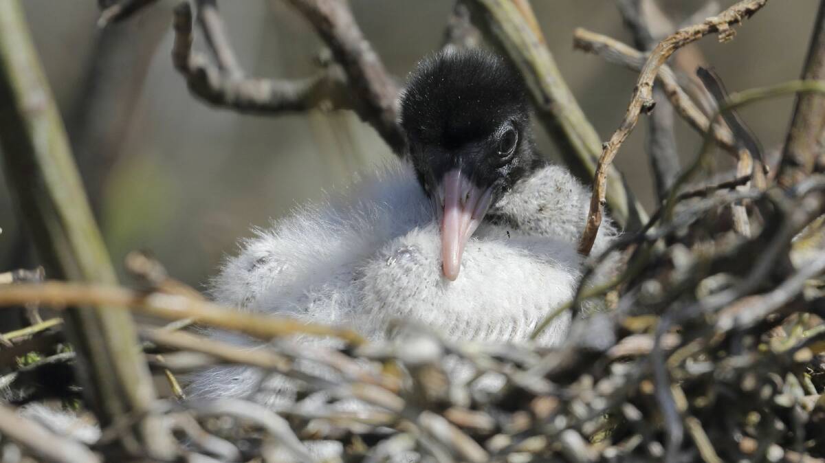 WENDOUREE WILDLIFE: The ibis chicks can now be heard giving their trilling begging calls from their nests. PIcture: Ed Dunens