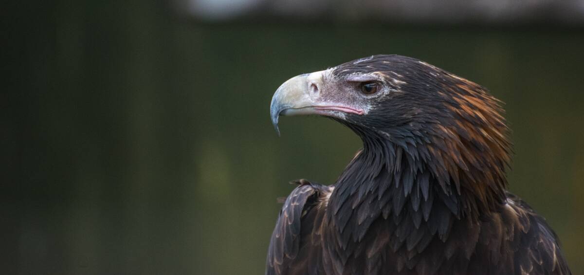 BEAK OR BILL: The majestic wedge-tailed eagle might be said to have a beak, which it uses to peck, tear and nip. 