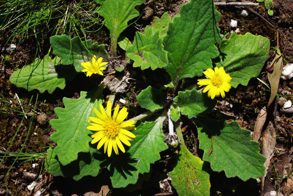 Bear's-ears flowering in forests, grasslands | Nature Notes