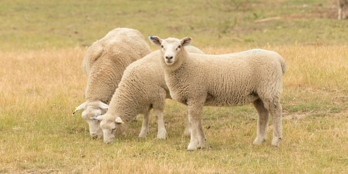 Ballarat sheep market averages