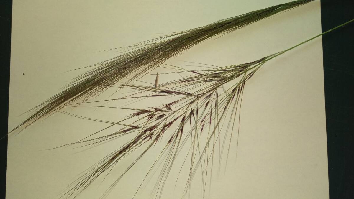 HANDSOME GROWN IN DRIFTS: Spear-grass, or Austrostipa. 