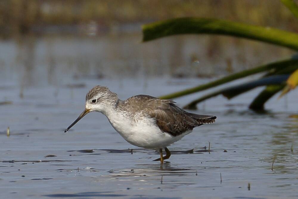 LONG MIGRATION: So far this spring a single marsh sandpiper has been sighted at both Lake Goldsmith and Lake Wendouree. Picture: ED DUNENS