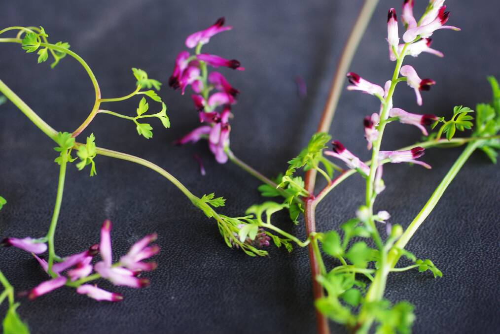 PURPLE CLIMBER: Flowers and leaves of fumitory, an introduced weed.