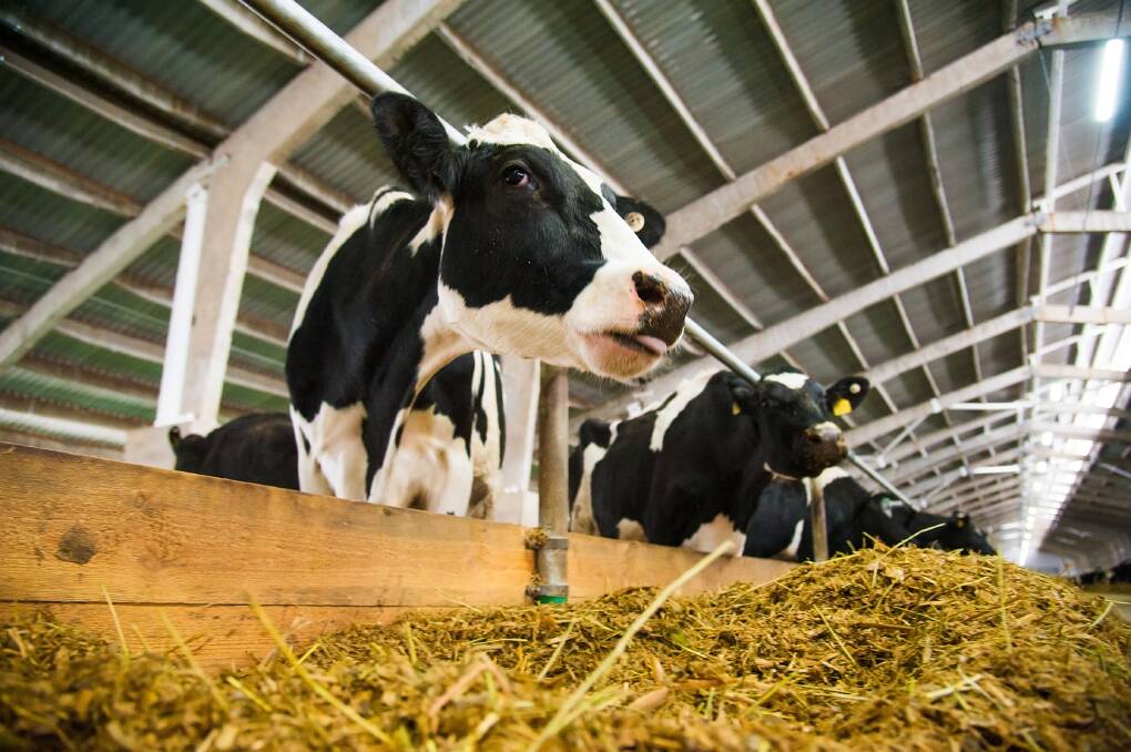 WAY FORWARD: The latest technology has updated practices at dairy farms. 