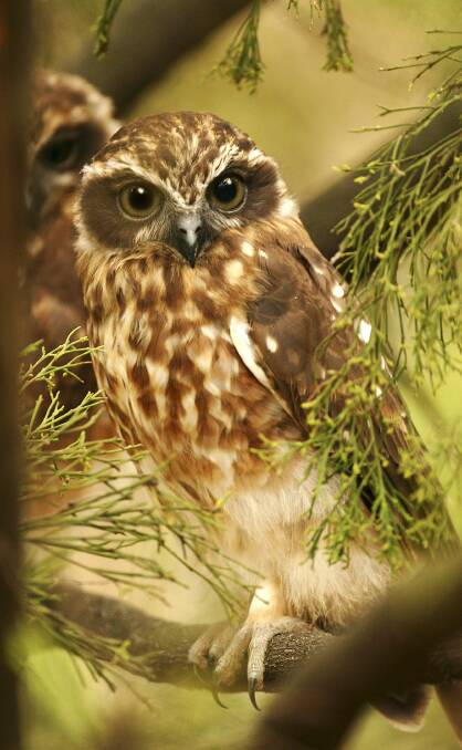 DIET: Boobook owls feed on larger insects and small vertebrates. 
