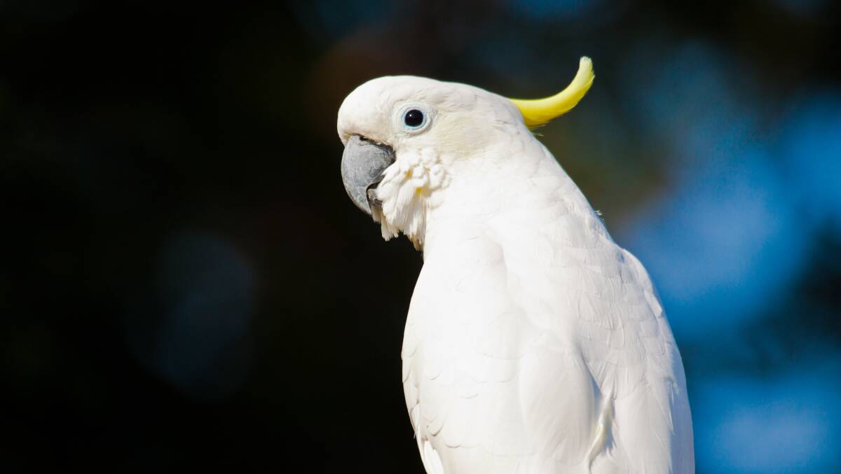 DAMAGING TREES: Cockatoos are regarded as pests among nut growers.