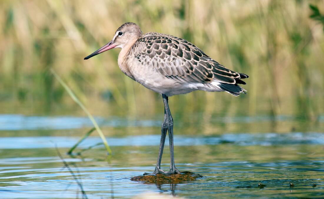 WANDERING WADER: The black-tailed godwit, although the bird is browner than most seen in southern Australia. Picture: SHUTTERSTOCK
