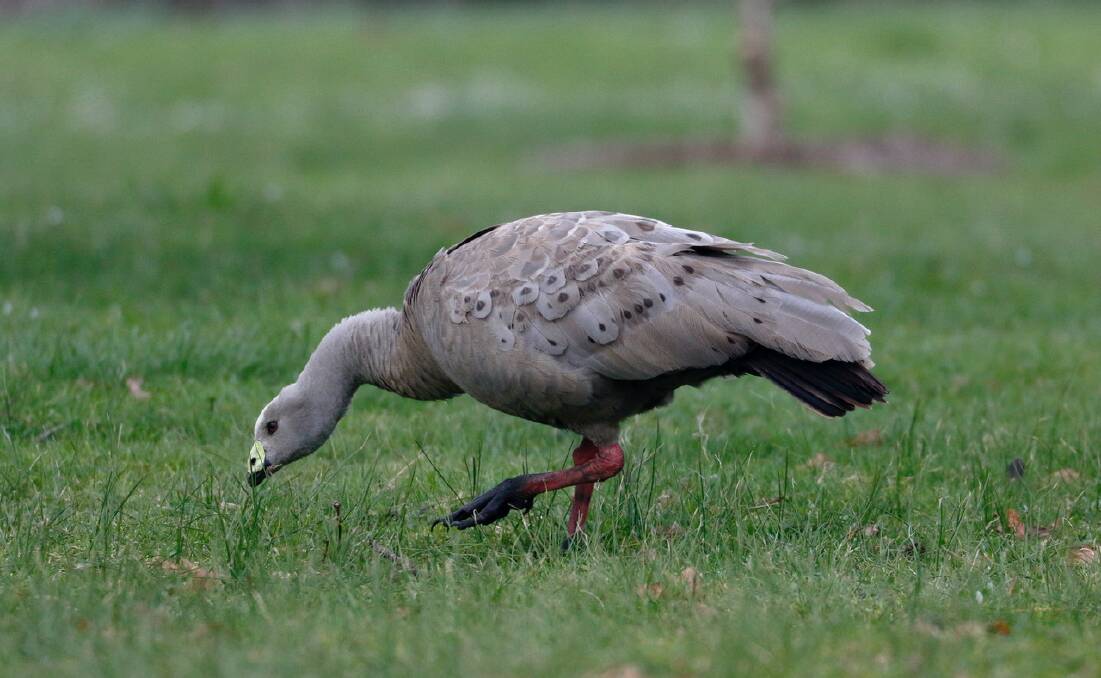 VISITOR: Cape Barren goose that has recently created a lot of interest at Lake Wendouree. Photo by Ed Dunens.