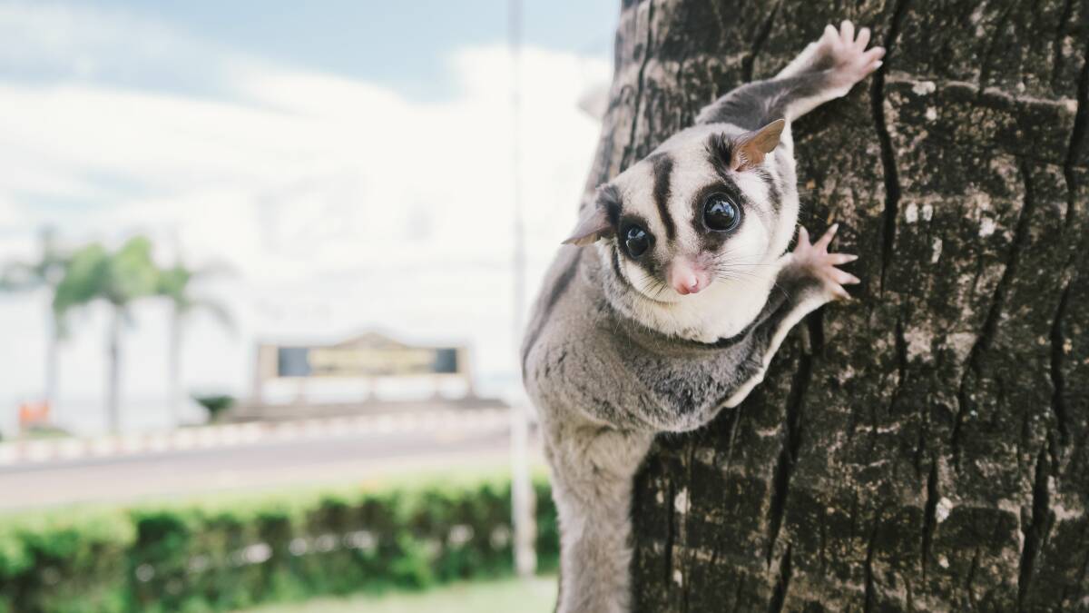 ATTACKED: The likely predators of a sugar glider are owls, foxes and cats.