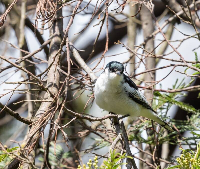 VISITOR: The triller is more of a rural bird than a town one, but it is being seen around Lake Wendouree. Picture: IMOGEN WARREN/SHUTTERSTOCK
